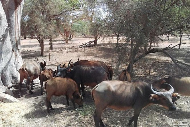 Bandia Animals Reserve Combined With the Pink Lake - The Sum Up