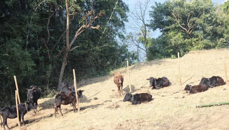 Bandipur: First hand rural cultural experience at homestay - Introduction to the Bandipur Homestay Tour