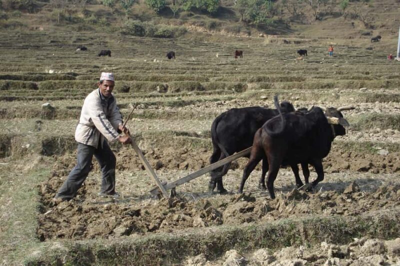 Bandipur: First hand rural cultural experience at homestay - FAQs