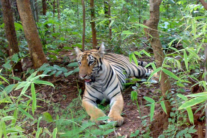 Bandipur Sanctuary Tigers & Elephants - Wildlife Spotting Opportunities