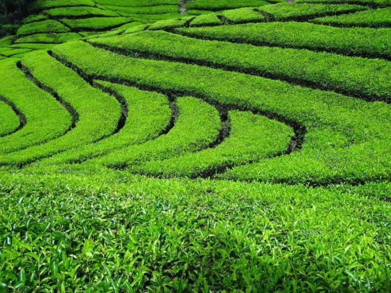 Bandung Kawah Putih Day Tours - Relaxation at Rengganis Hot Springs