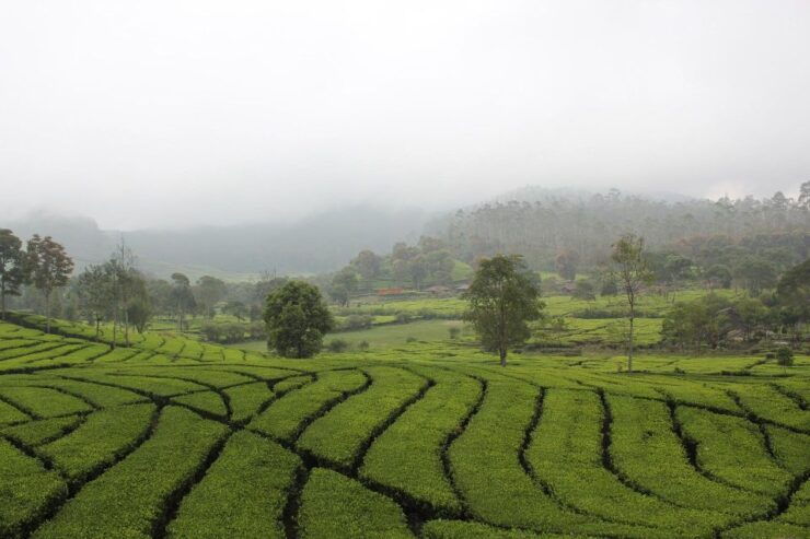 Bandung: Private Car Charter With Driver - Driver & Vehicle