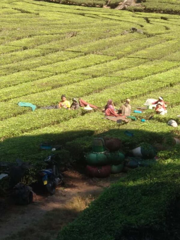 Bandung : Private Tour Guide Sightseeing (Costum tour) - Final Thoughts