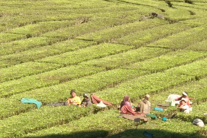 Bandung Volcano Sightseeing and Hot Spring Private Tour - The Sum Up