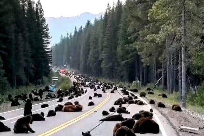 Banff and Yoho Rocky Mountain Discovery Day Tour from Calgary - The Sum Up