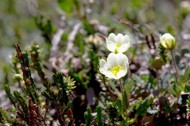 Banff: Edible and Medicinal Plants Nature Walk - FAQ