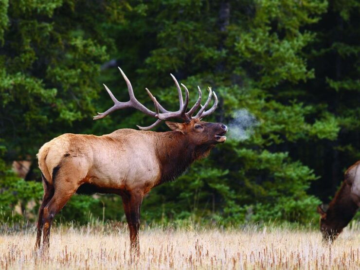 Banff: Evening Wildlife Safari Guided Tour - Booking Details