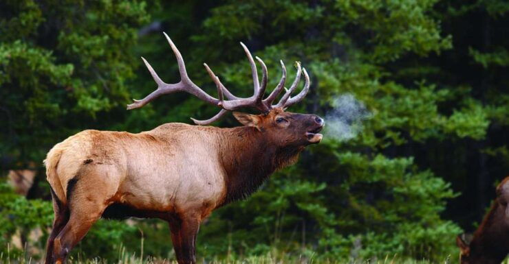 Banff: Evening Wildlife Safari Guided Tour - Experience Highlights