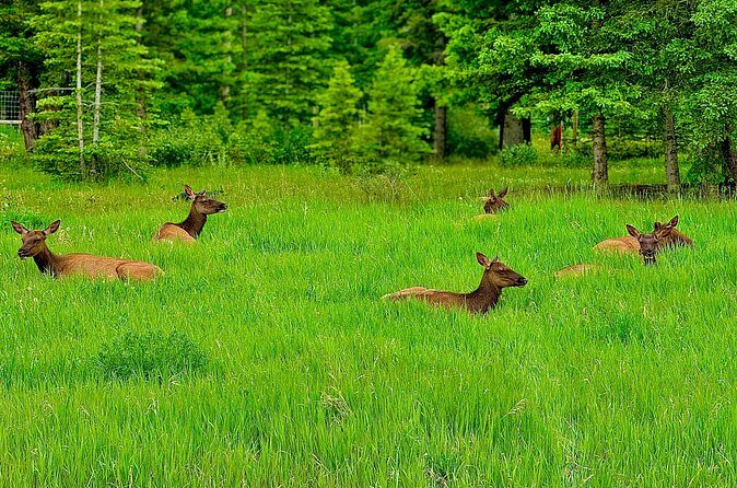 Banff Evening Wildlife/ Scenic Tour Lakes, Hoodoos & Bow Falls - Final Thoughts: Who Should Book This Tour?