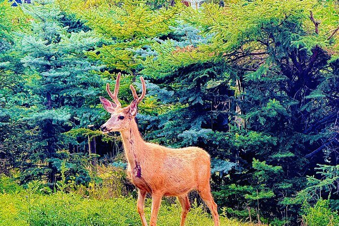 Banff Evening Wildlife/ Scenic Tour Lakes, Hoodoos & Bow Falls - Frequently Asked Questions (FAQs)