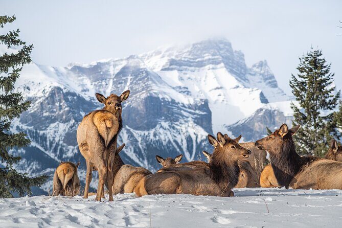 Banff Explorer Private Tour Highlights of Yoho with Moraine Lake - FAQ