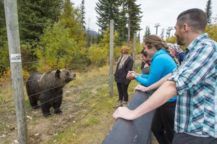 Banff: Grizzly Bear Refuge Tour With Lunch - Booking Details
