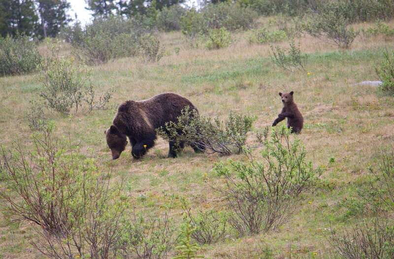 Banff: Guided Nature Walk with Bear Country Safety Tips - Discover Banff’s Wildlife and Wilderness with a Guided Nature Walk