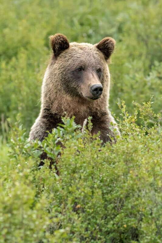 Banff: Guided Nature Walk with Bear Country Safety Tips - The Value of This Experience