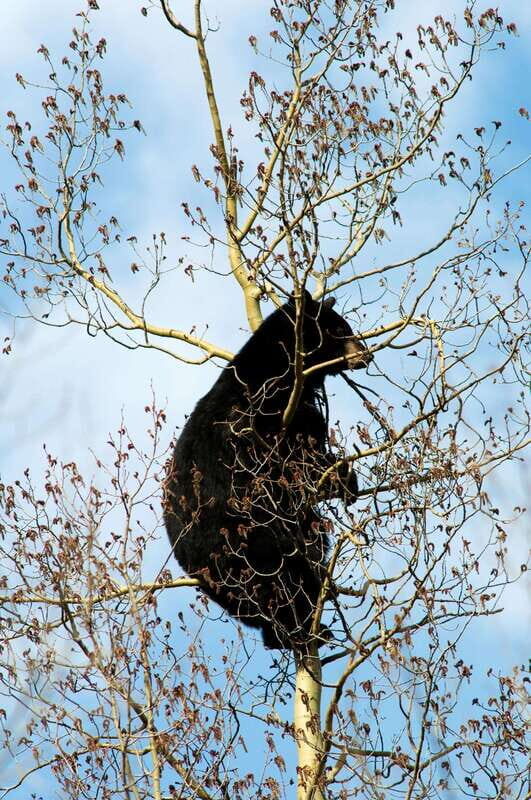 Banff: Guided Nature Walk with Bear Country Safety Tips - Final Thoughts: Who Will Love This Tour?