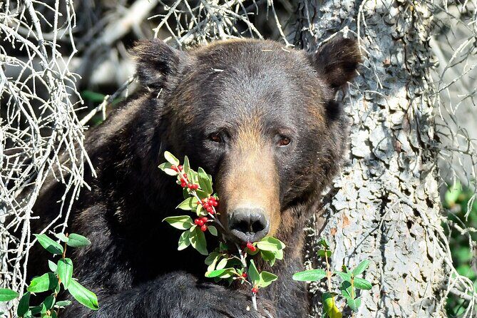 Banff Guided Nature Walk with Bear Country Safety Tips - Good To Know