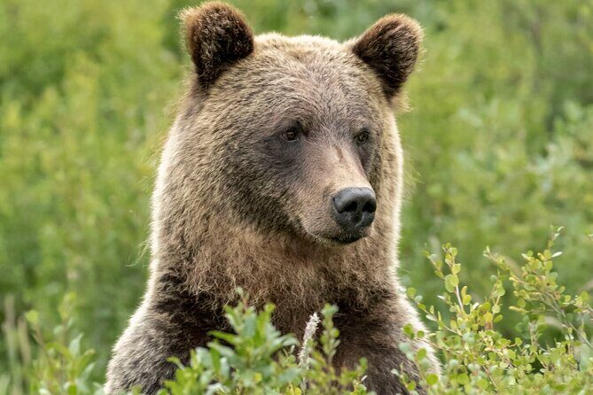 Banff Guided Nature Walk with Bear Country Safety Tips - Authentic Insights from Reviews