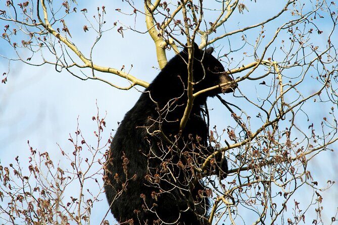 Banff Guided Nature Walk with Bear Country Safety Tips - The Sum Up