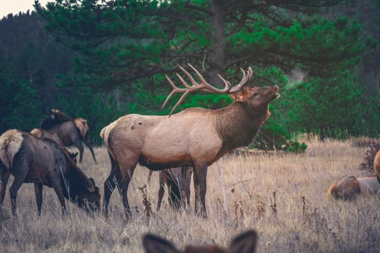 Banff: Highlights and Wildlife Group Tour - Tour Overview