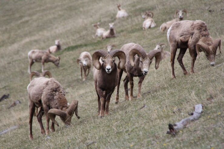 Banff: Highlights and Wildlife Group Tour - Wildlife Encounters