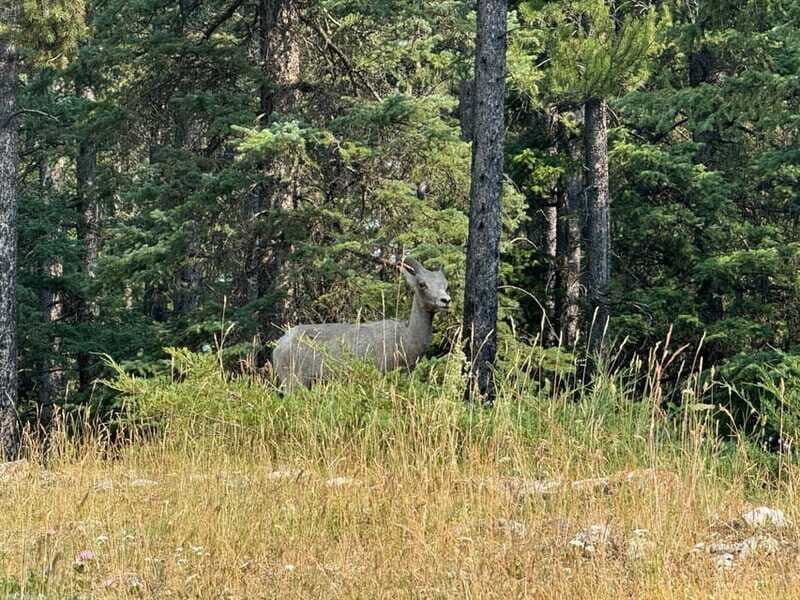 Banff: Lake Louise, Moraine, Emerald Lake & Johnston Canyon - FAQs