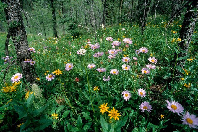 BANFF Medicinal and Edible Plants Nature Walk - 2 Hours - Accessibility and Practical Info