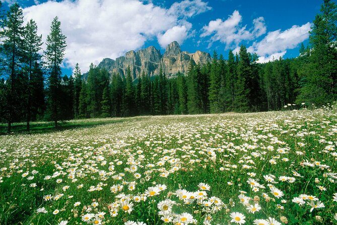 BANFF Medicinal and Edible Plants Nature Walk - 2 Hours - Why This Tour Is Worth Considering
