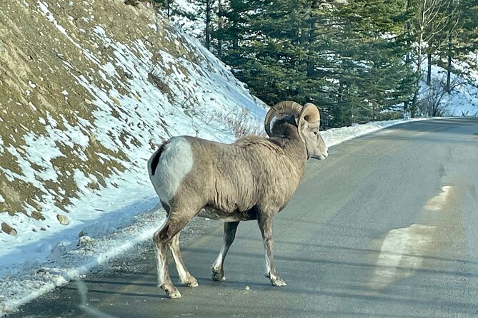 Banff National Park Adventure From Calgary /Small Group - Highlights of the Tour