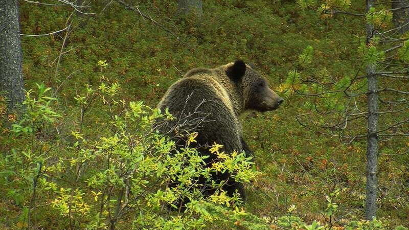 Banff National Park PRIVATE SAFARI and Nature Walk - 3.5H - Good To Know
