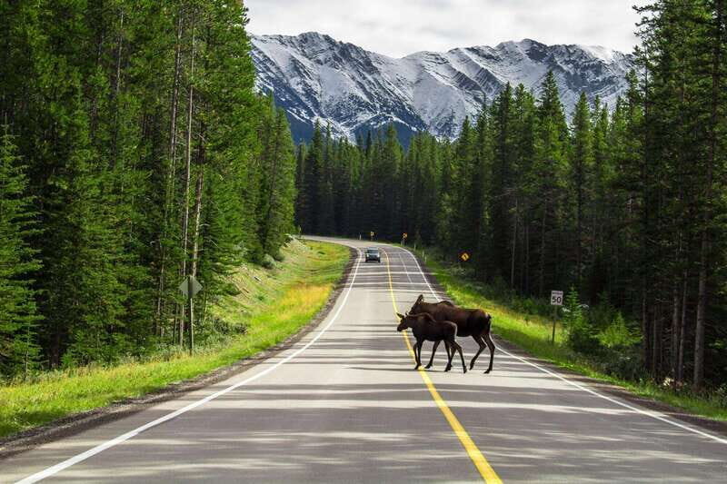 Banff National Park PRIVATE SAFARI and Nature Walk - 3.5H - Inclusions and Practical Details