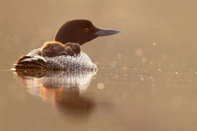 Banff National Park PRIVATE SAFARI and Nature Walk - 3.5H - Who Will Love This Tour?