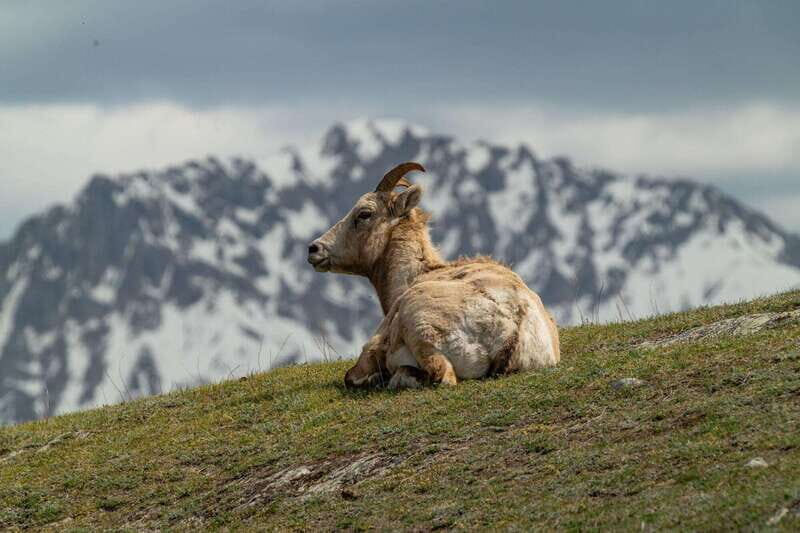 Banff National Park PRIVATE SAFARI and Nature Walk - 3.5H - Final Thoughts