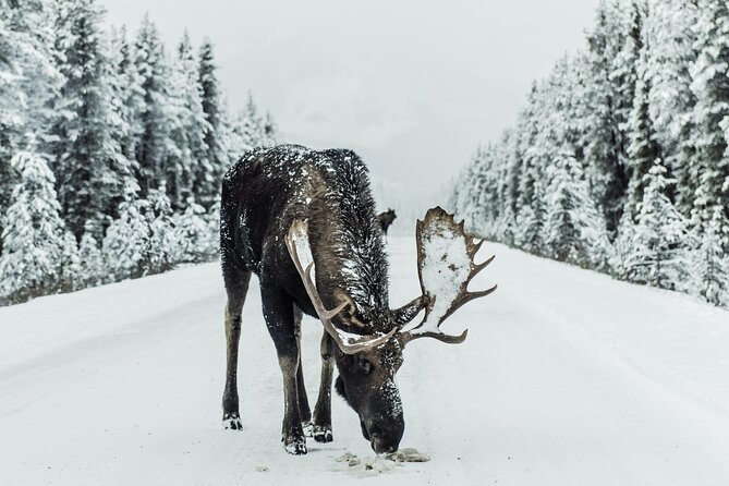 Banff National Park Tour With Pick up From Calgary/Small Group - Tour Highlights