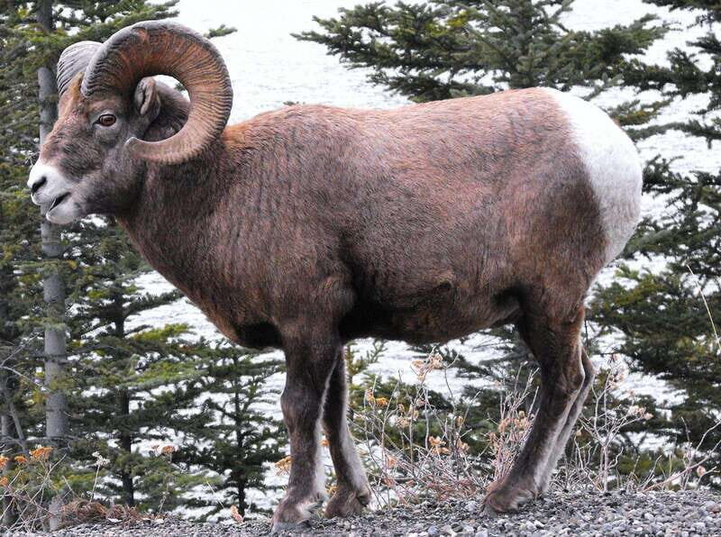 Banff PRIVATE Guided Nature Walk + Transportation - 2.5H - An Authentic Look at the Banff Private Guided Nature Walk