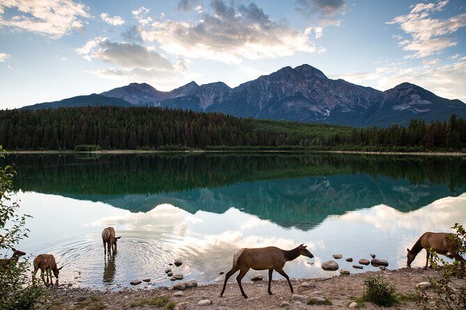 Banff PRIVATE Safari Drive and Custom Nature Walk -4H - Discover Banff’s Wild Side with a Private Safari Drive & Custom Nature Walk