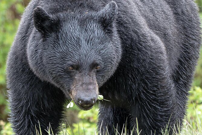 Banff PRIVATE Safari Drive and Custom Nature Walk -4H - Good To Know