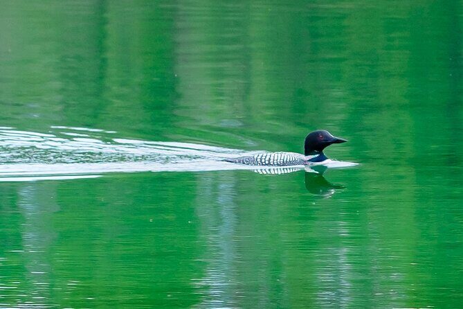 Banff PRIVATE Safari Drive and Custom Nature Walk -4H - In Summary