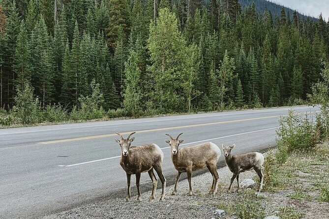 Banff Sightseeing Tour - Good To Know