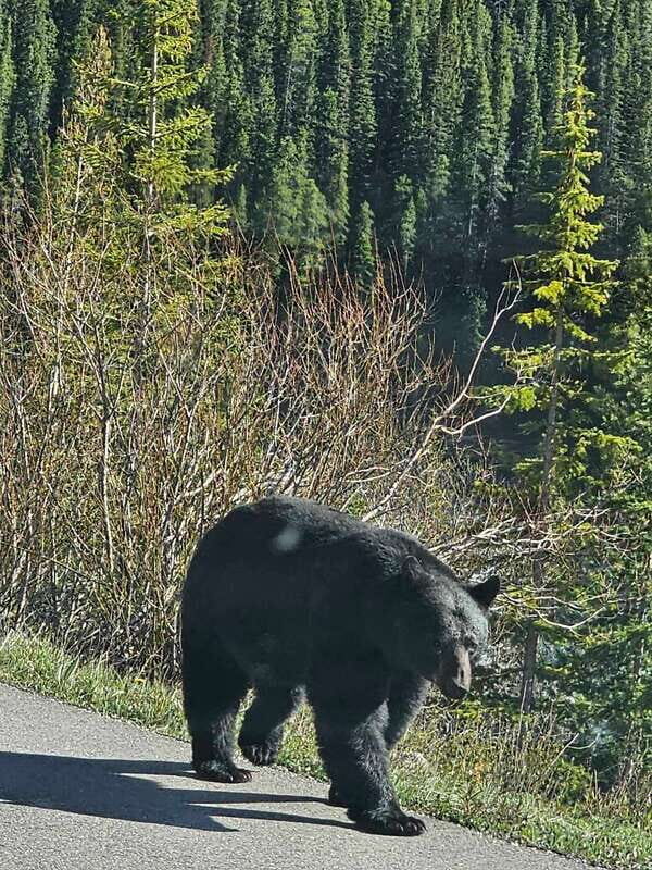Banff to Jasper One-Way Private Tour sightseeing - An In-Depth Look at the Tour Experience