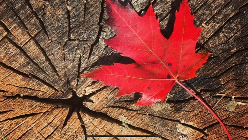 Banff Town: Guided Town Walking Tour with Snack - Exploring Banff on Foot: A Guided Town Tour with a Tasty Twist