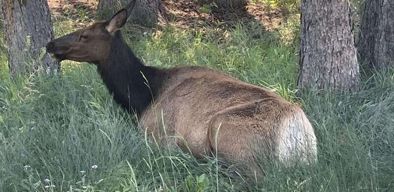 Banff Town: Guided Town Walking Tour with Snack - Good To Know