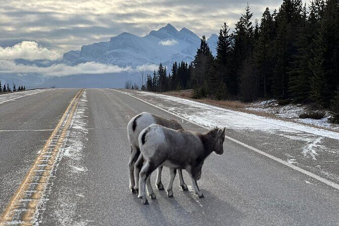 Banff Wildlife Explore and Johnston Canyon Hiking Tour - Who Would Love This Tour?