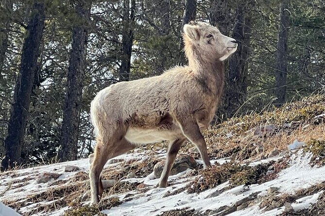 Banff Wildlife Explore and Johnston Canyon Hiking Tour - FAQs