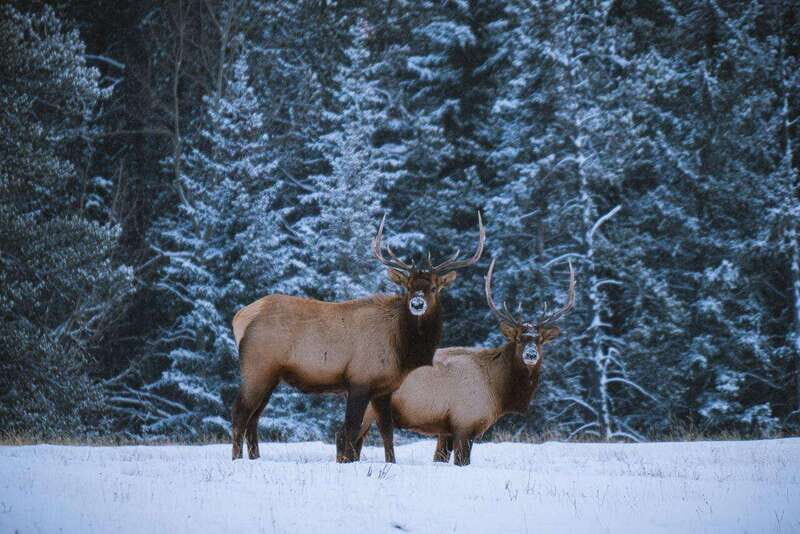 Banff: Winter Wilderness Walk with Wildlife Tracking - 2hrs - Discovering the Charm of Banff’s Winter Landscape