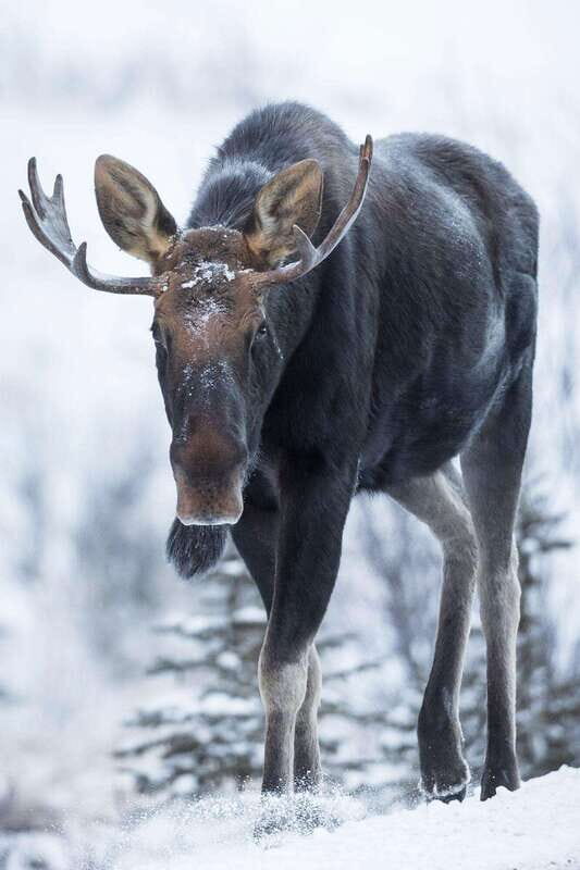 Banff: Winter Wilderness Walk with Wildlife Tracking - 2hrs - Who Will Love This Tour?