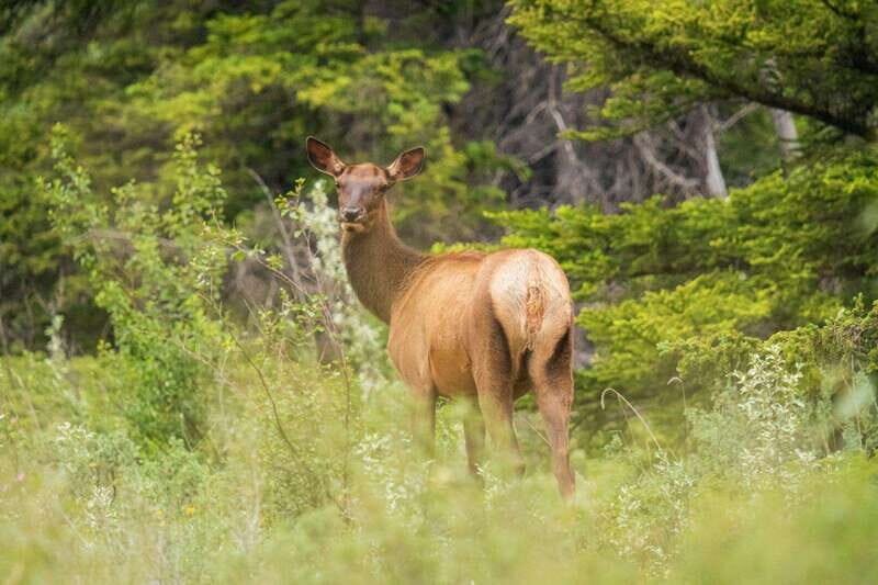 Banff, Yoho, and Jasper 2 Day Private Tour - Frequently Asked Questions