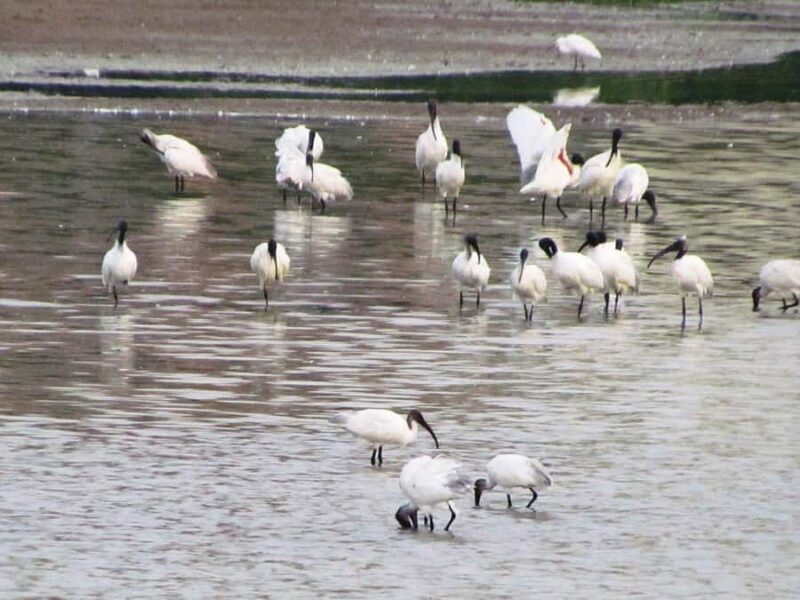 Bangalore: Agara Lake Walking Tour with Coffee - Final Thoughts: A Gentle, Authentic Bangalore Experience