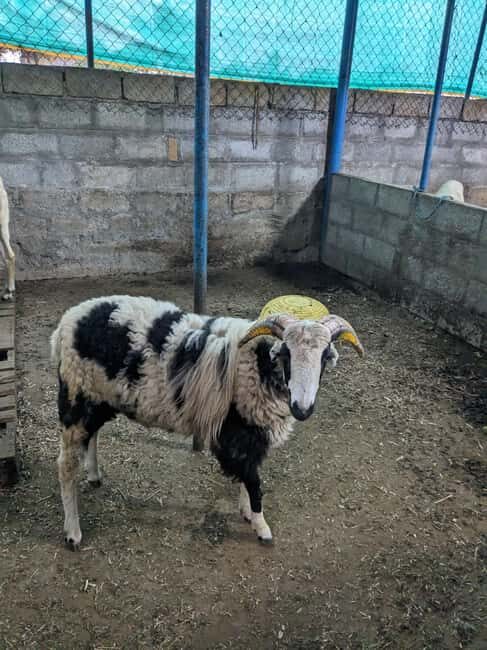 Bangalore: Big Barn Farm Visit with Animal Interactions - The Itinerary: Making the Most of Your 3 Hours