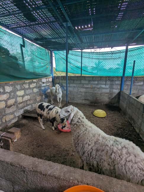 Bangalore: Big Barn Farm Visit with Animal Interactions - Value and Practical Considerations