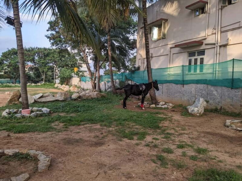 Bangalore: Horse Riding Safari Tour - The Sum Up: Who Should Consider This Experience?